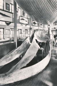 Bilde av Hvalkjeften